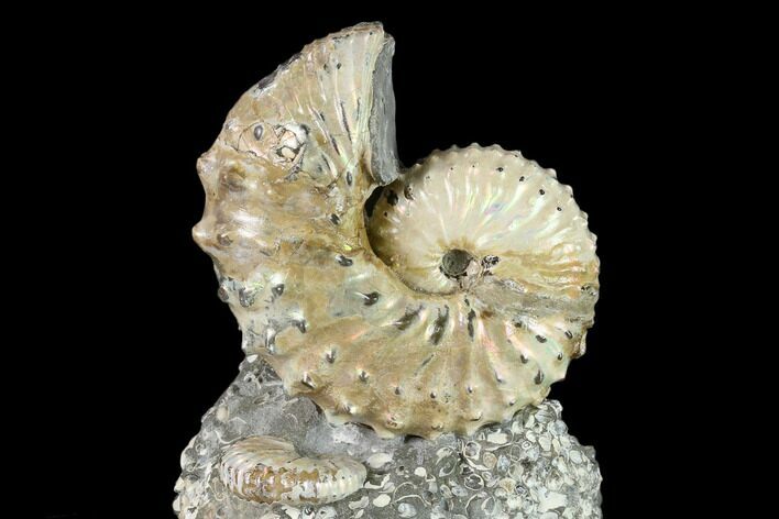 2.3" Fossil Discoscaphites Gulosus Ammonite - South Dakota